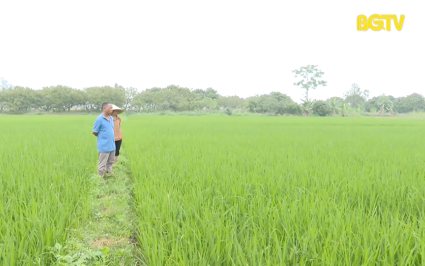 Tăng cường ph&ograve;ng trừ s&acirc;u bệnh, bảo vệ m&ugrave;a vụ  