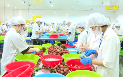 Tăng tốc thu hoạch, chế biến, ti&ecirc;u thụ vải thiều