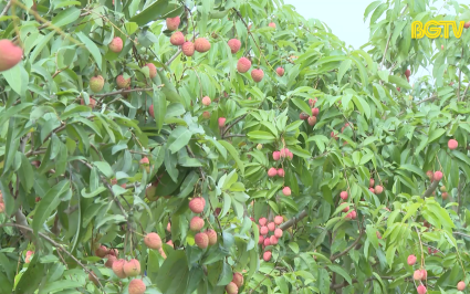 Tạo điều kiện thuận lợi nhất ti&ecirc;u thụ vải thiều v&agrave; n&ocirc;ng sản chủ lực, đặc trưng
