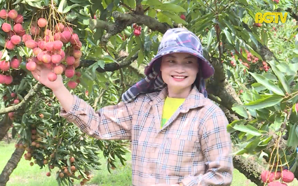Tạo thuận lợi trong ti&ecirc;u thụ, xuất khẩu vải thiều 