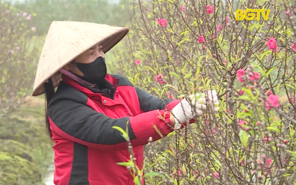 Tạp ch&iacute; Kinh tế: Ph&aacute;t triển kinh tế từ trồng hoa Tết