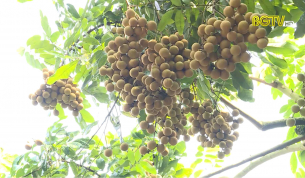 Tạp ch&iacute; NNNT: Lục Nam sản xuất Nh&atilde;n Vietgap