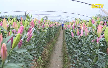 Tạp ch&iacute; NNNT: Hiệu quả c&aacute;c m&ocirc; h&igrave;nh trồng hoa Tết