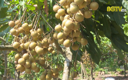 Tạp ch&iacute; NNNT: Lục Nam m&ugrave;a Nh&atilde;n ch&iacute;n