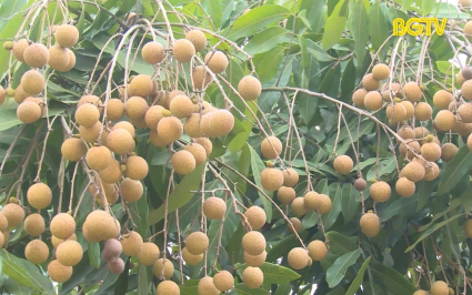 Tạp ch&iacute; NNNT: Lục Nam x&acirc;y dựng thương hiệu nh&atilde;n
