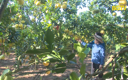 Tạp ch&iacute; NNNT: M&ugrave;a quả ngọt ở Lục Ngạn