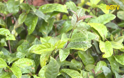 Tạp ch&iacute; NNNT: Nh&acirc;n rộng m&ocirc; h&igrave;nh trồng ba k&iacute;ch t&iacute;m