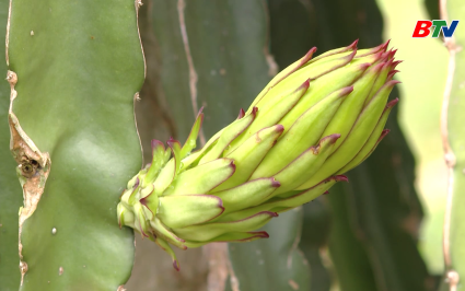 Tạp ch&iacute; NNNT: Sản xuất thanh long tr&aacute;i vụ ti&ecirc;u chuẩn VietGap