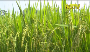 Tạp ch&iacute; NNNT: T&acirc;n Y&ecirc;n mở rộng v&ugrave;ng c&acirc;y ăn quả