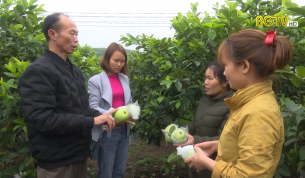 Tạp ch&iacute; NNNT: T&acirc;n Y&ecirc;n x&acirc;y dựng v&ugrave;ng trồng ổi
