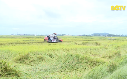 Tạp ch&iacute; NNNT: Tập trung thu hoạch l&uacute;a chi&ecirc;m xu&acirc;n