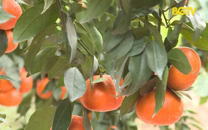 Tạp ch&iacute; NNNT: Tập trung thu hoạch n&ocirc;ng sản dịp cuối năm