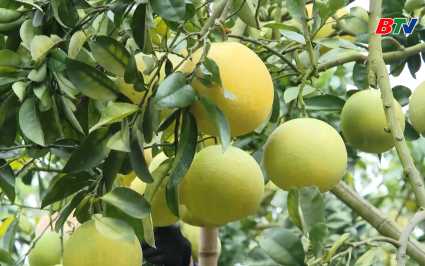 Tạp ch&iacute; N&ocirc;ng nghiệp v&agrave; M&ocirc;i trường: C&acirc;y c&oacute; m&uacute;i, ch&uacute; trọng sản xuất sạch, thuận đầu ra