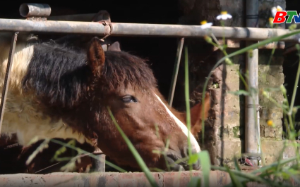 Tạp ch&iacute; N&ocirc;ng nghiệp v&agrave; M&ocirc;i trường: Chủ động ph&ograve;ng chống đ&oacute;i r&eacute;t cho đ&agrave;n vật nu&ocirc;i