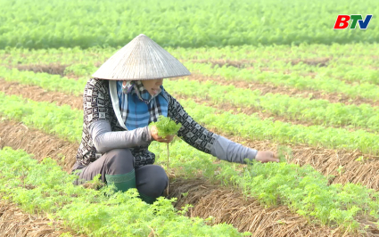 Tạp ch&iacute; N&ocirc;ng nghiệp v&agrave; M&ocirc;i trường: N&acirc;ng gi&aacute; trị kinh tế từ c&acirc;y trồng vụ đ&ocirc;ng