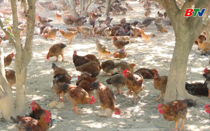 Tạp ch&iacute; N&ocirc;ng nghiệp v&agrave; M&ocirc;i trường: Ph&ograve;ng chống dịch c&uacute;m gia cầm