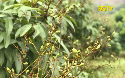 X&uacute;c tiến C&ocirc;ng thương: M&atilde; v&ugrave;ng vải thiều sớm xuất khẩu