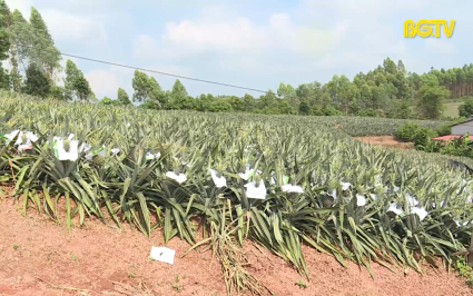 X&uacute;c tiến C&ocirc;ng thương: X&uacute;c tiến thương mại sản phẩm n&ocirc;ng sản chủ lực