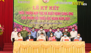 Tập đo&agrave;n TKV cam kết ti&ecirc;u thụ &iacute;t nhất 180 tấn vải thiều Lục Ngạn 