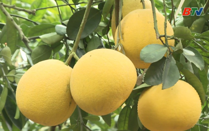 Tập trung chăm s&oacute;c c&acirc;y ăn quả phục vụ Tết Nguy&ecirc;n đ&aacute;n 