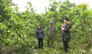 Tập trung chăm s&oacute;c c&acirc;y c&oacute; m&uacute;i sau thu hoạch