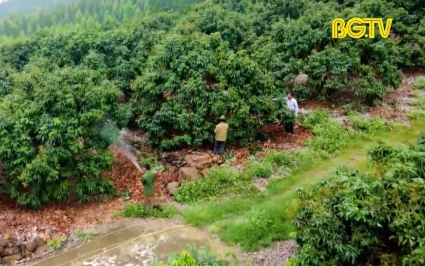 Tập trung chăm s&oacute;c, n&acirc;ng cao chất lượng  vải thiều 