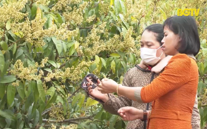 Tập trung chăm s&oacute;c vải thiều