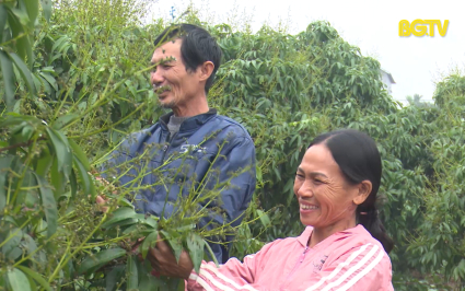 Tập trung chỉ đạo sản xuất vải thiều