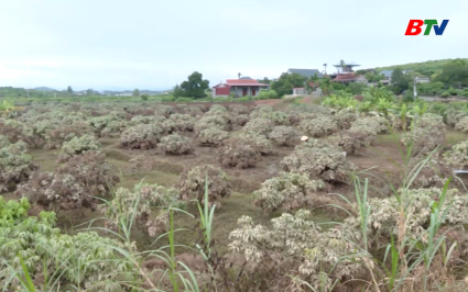 Tạp ch&iacute; N&ocirc;ng nghiệp v&agrave; M&ocirc;i trường: Tập trung kh&ocirc;i phục sản xuất n&ocirc;ng nghiệp sau b&atilde;o