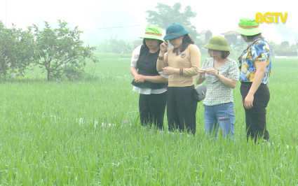 Tập trung ph&ograve;ng trừ bệnh đạo &ocirc;n hại l&uacute;a chi&ecirc;m xu&acirc;n