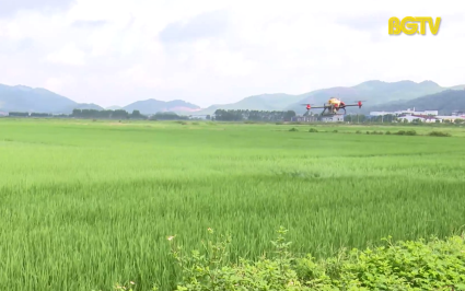 Tập trung ph&ograve;ng trừ s&acirc;u cuốn l&aacute; nhỏ 