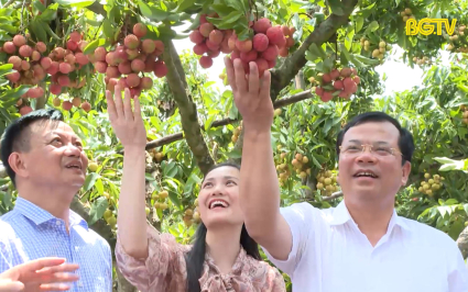 Thăm v&ugrave;ng trồng, điểm c&acirc;n Vải thiều