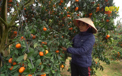 Th&agrave;nh c&ocirc;ng nhờ &aacute;p dụng th&acirc;m canh cao