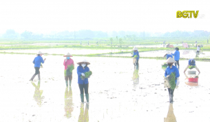 Thanh ni&ecirc;n cấy l&uacute;a gi&uacute;p người d&acirc;n trong thời tiết nắng n&oacute;ng