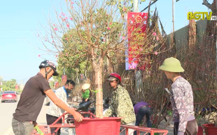 Thị trường hoa, c&acirc;y cảnh s&ocirc;i động ng&agrave;y gi&aacute;p Tết