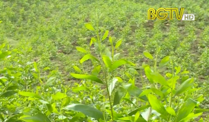 Thời sự THBG tối ng&agrave;y 13 - 09 - 2020