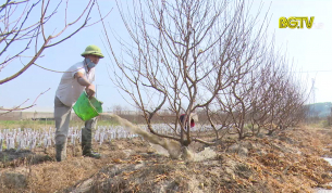 Thời tiết ảnh hưởng đến sản xuất hoa ng&agrave;y Tết
