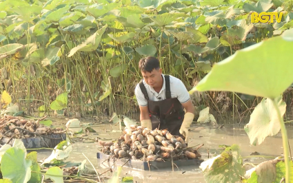 Thu hoạch củ sen - Trải nghiệm th&uacute; vị 