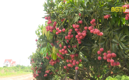 Thu hoạch gần 53 ngh&igrave;n tấn vải
