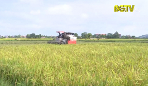Thu hoạch n&ocirc;ng sản đảm bảo điều kiện ph&ograve;ng chống dịch Covid-19