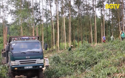 Thu h&uacute;t doanh nghiệp li&ecirc;n kết chế biến xuất khẩu gỗ rừng trồng