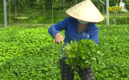 Thu nhập h&agrave;ng chục triệu đồng mỗi th&aacute;ng từ trồng rau m&aacute; 
