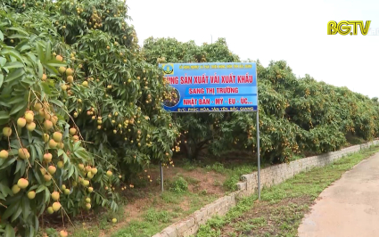 Th&uacute;c đẩy xuất khẩu vải thiều, n&ocirc;ng sản chủ lực v&agrave;o thị trường Mỹ