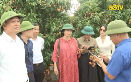 Thương nh&acirc;n Trung Quốc ấn tượng v&ugrave;ng vải thiều Lục Ngạn 