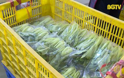 T&iacute;ch tụ đất đai tạo bứt ph&aacute; sản xuất n&ocirc;ng nghiệp 