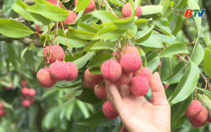Tiềm năng ph&aacute;t triển kinh tế du lịch m&ugrave;a vải thiều