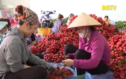 To&agrave;n tỉnh ti&ecirc;u thụ hơn 80% sản lượng vải thiều dự kiến