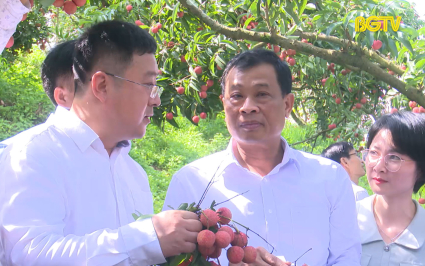 T&igrave;m kiếm cơ hội hợp t&aacute;c chế biến vải thiều