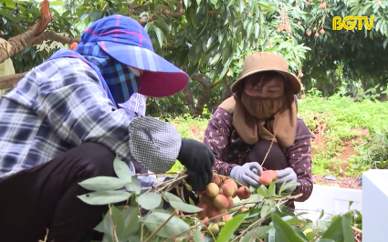 To&agrave;n tỉnh ti&ecirc;u thụ gần 30 ngh&igrave;n tấn vải thiều