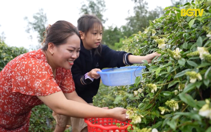 Trải nghiệm h&aacute;i hoa s&acirc;m Nam n&uacute;i D&agrave;nh tại T&acirc;n Y&ecirc;n 
